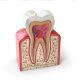 Everything you wanted to know about root canal treatment